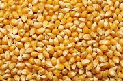 Закуповуємо великим оптом у виробника кукурузу фураж