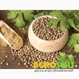 Кориандр сорт Оксанит