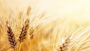 Агрофирма закупает Ячмень у производителя по всему региону Украины