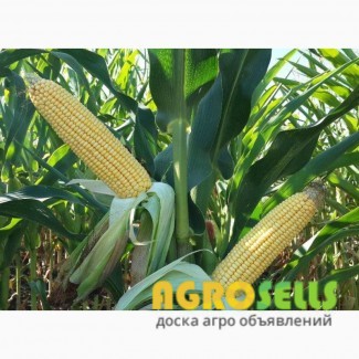 Предприятие закупает Кукурузу дорого. По всему региону Украины.