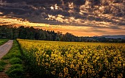 Організація закуповує по всій Україні Ріпак.