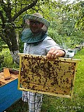 Приймаю заказы на высококачественные пчелопакеты (питомник )