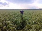 Продам семена проса желтого Белая Альтанка