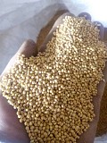 Продадим семена белого проса сорт «Омрияне», элита