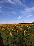 Насіння соняшнику гібрид Кардинал