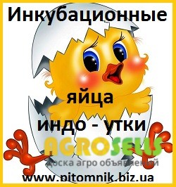 Яйца инкубационные мускусной утки (индо-утка, шипуны).