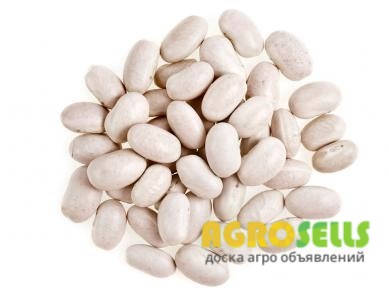 Продам квасолю опт