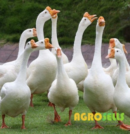 гусячі яйця для інкубації лінда