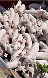 Породам в краткие сроки партию поросят.