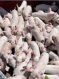 Продам поросят срочно