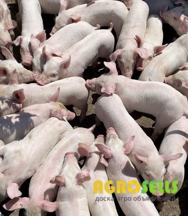 Продам поросят терміново
