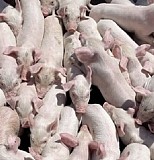 Продам партию поросят в краткие сроки.