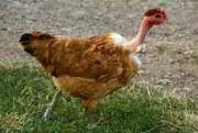 інкубаційні яйця Голошийка. Угорщина