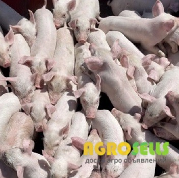 Продам партію поросят у стислі терміни.