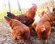 інкубаційні яйця Шейвер Браун.Угорщина