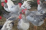 інкубаційні яйця Борківська Барвиста