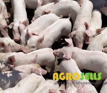 В краткие сроки продам партию поросят.