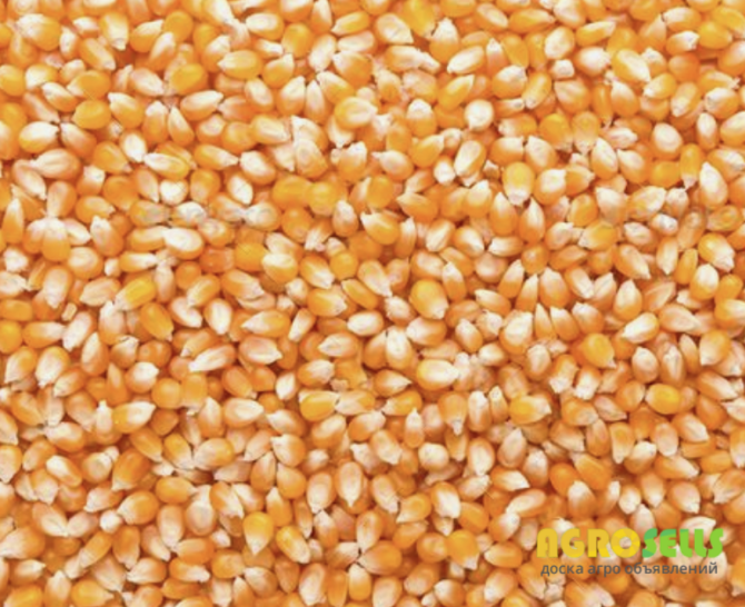 кукуруза гибрид monsanto