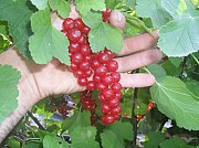 саженцы красной смородины.