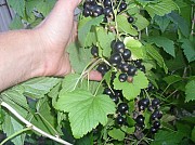 саженцы черной смородины