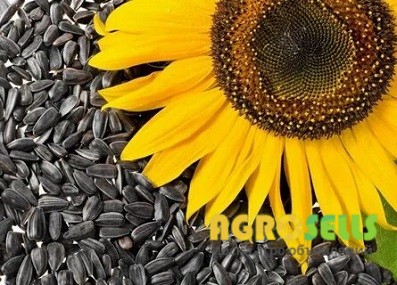 Отходы рапса и подсолнечника куплю