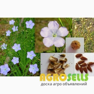 Купую льон, просо, сорго, квасолю