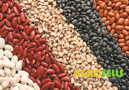 Продаж квасолі. Продам квасолю