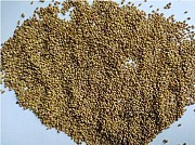 Продаємо люцерну сорт "Джеа" (Італія)