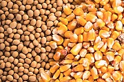 Куплю сою, кукурудзу опт
