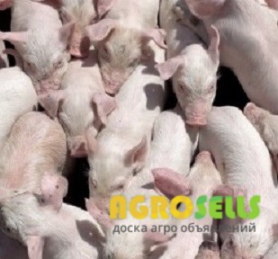 Поросята з доставкою