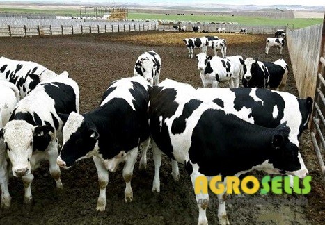 Купую бичків, телиць, телят, лошат, коней