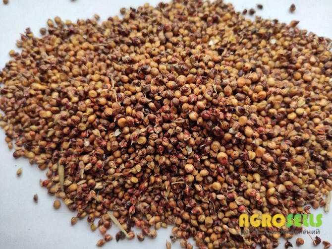 Продаем красное Сорго