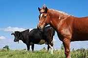 ВРХ закупівля. Куплю биків, корів, телят, лошат, коней