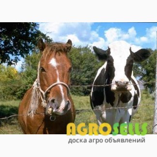 Куплю ВРХ, Коней