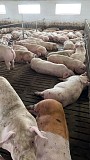 Продаж свиней живою вагою