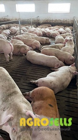 Продаж свиней живою вагою