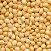 Просо жовте, ультраскороспіле, посівне Біла альтанка (від оригінатора)