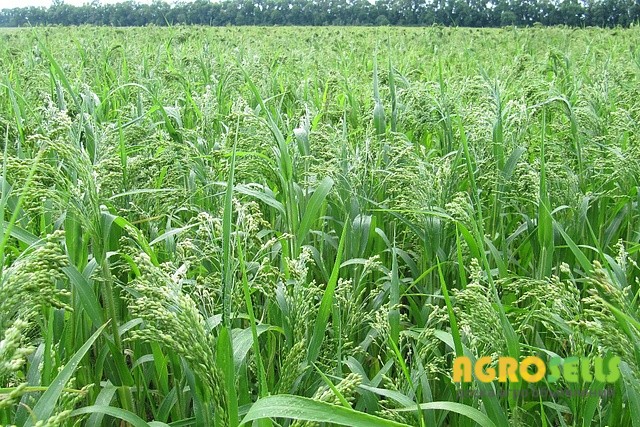 Просо жовте, ультраскороспіле, посівне Біла альтанка (від оригінатора)