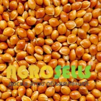 Просо червоне Полтавське Золотисте (посівне),ОРИГІНАТОР, Еліта