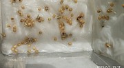 Продам посевной материал просо