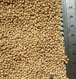 Продам насіння просо