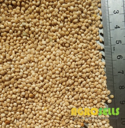 Продам насіння просо