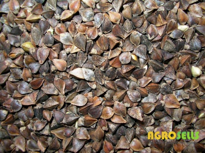 Продам семена гречихи (гречки), сорт- Украинка. 2я - репродукция. Эне