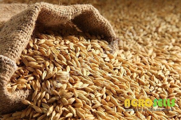 Продам товарний ячмінь