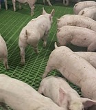 Продаж поросят з доставкою