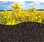 Соняшник, ріпак на продаж