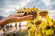 Продам оптом подсолнечник, рапс