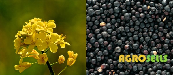 Продам рапс НЕ ГМО- 2000т.,продовольственный, с\х производитель.