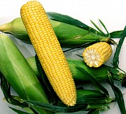 Куплю кукурузу сахарную, качан от- 10 000 шт.