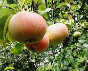 Продам грушу и крупную синию сливу в Вергунке.